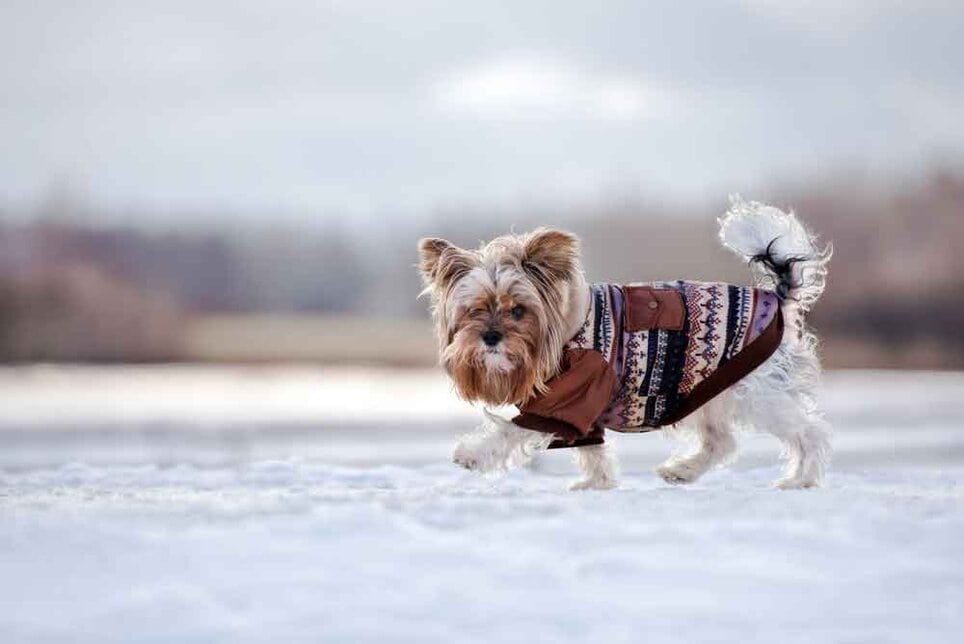 Yorkie winter clothes discount